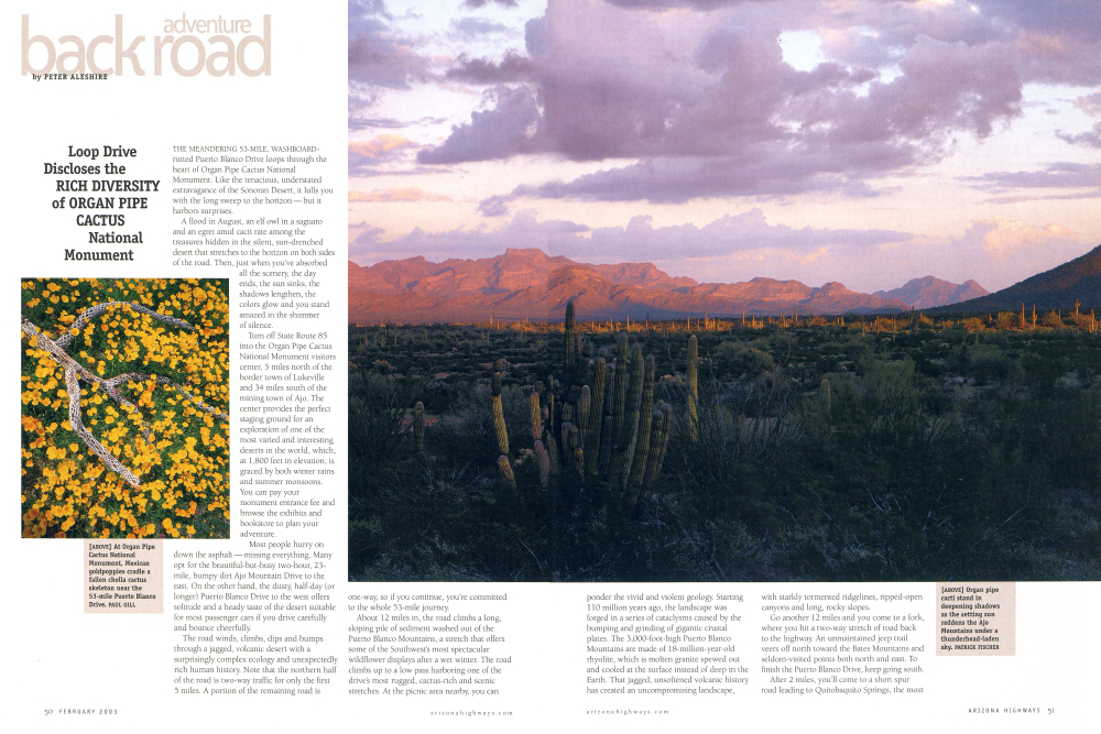 At Organ Pipe Cactus National Monument, Mexican goldpoppies cradle a fallen cholla cactus skeleton near the 53-mile Puerto Blanco Drive.