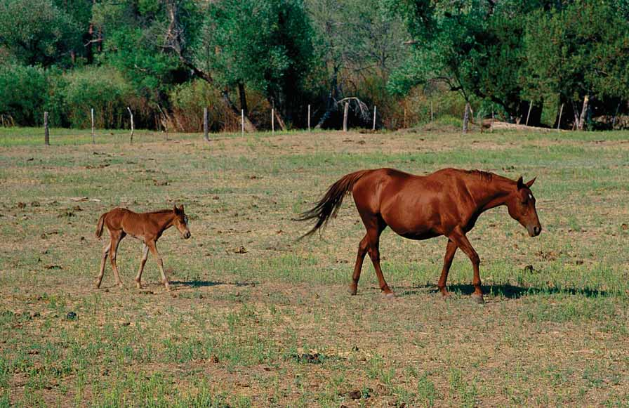 A mare and her foal step through a fenced pasture at Yolo Ranch northwest of Prescott.