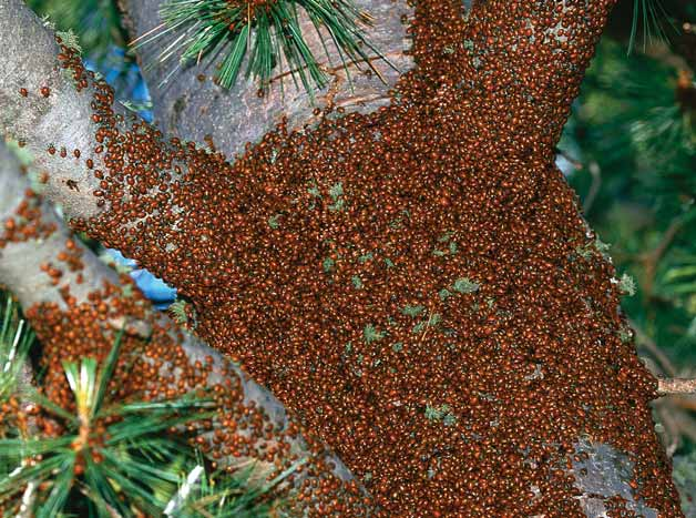 Large aggregations of ladybugs converge in mountain areas to hibernate up to nine months, from May to February, returning to the same locations year after year.