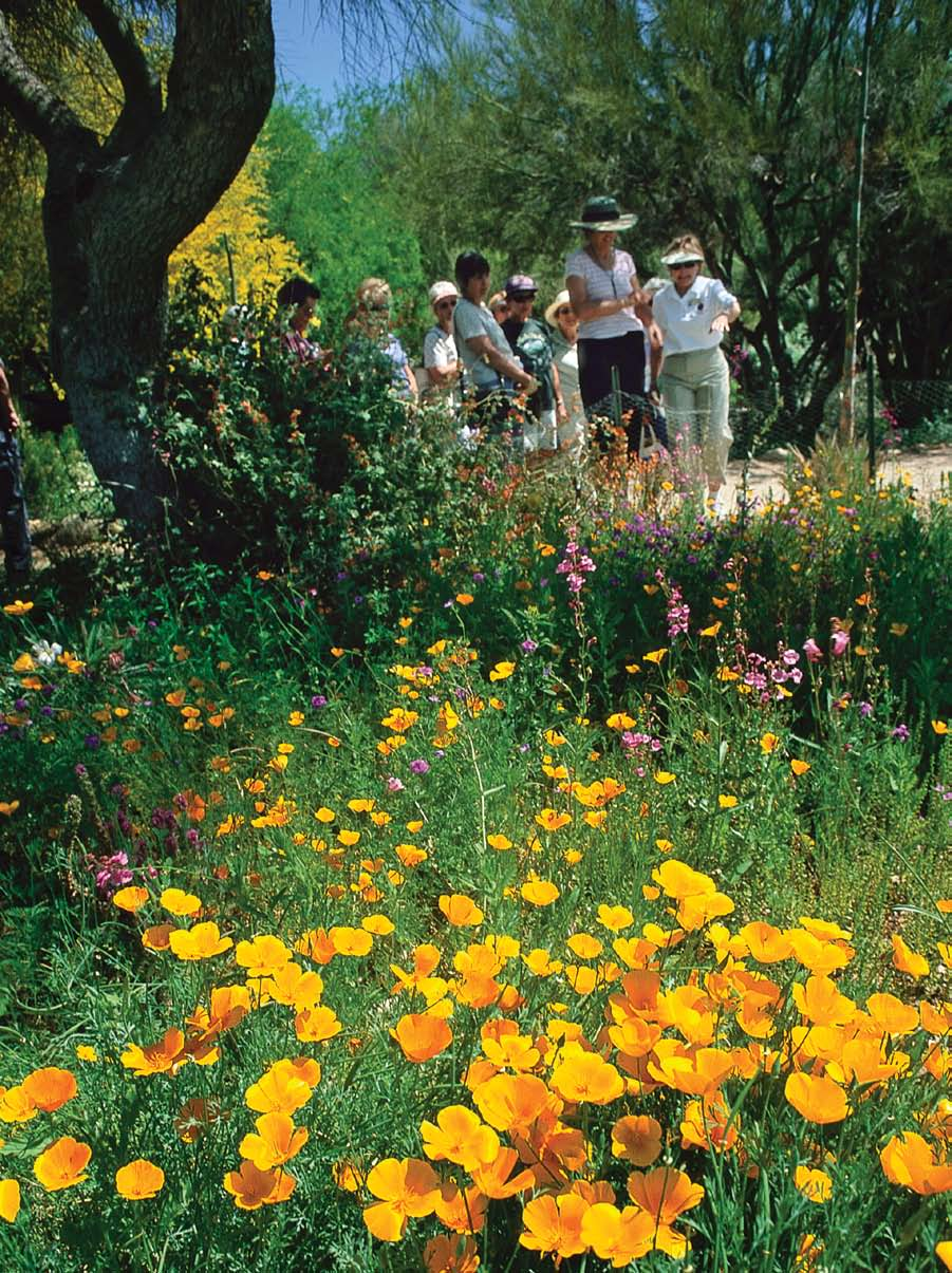 Sunny Mexican goldpoppies enrich a colorful wildflower display at Tohono Chul Park in north Tucson.