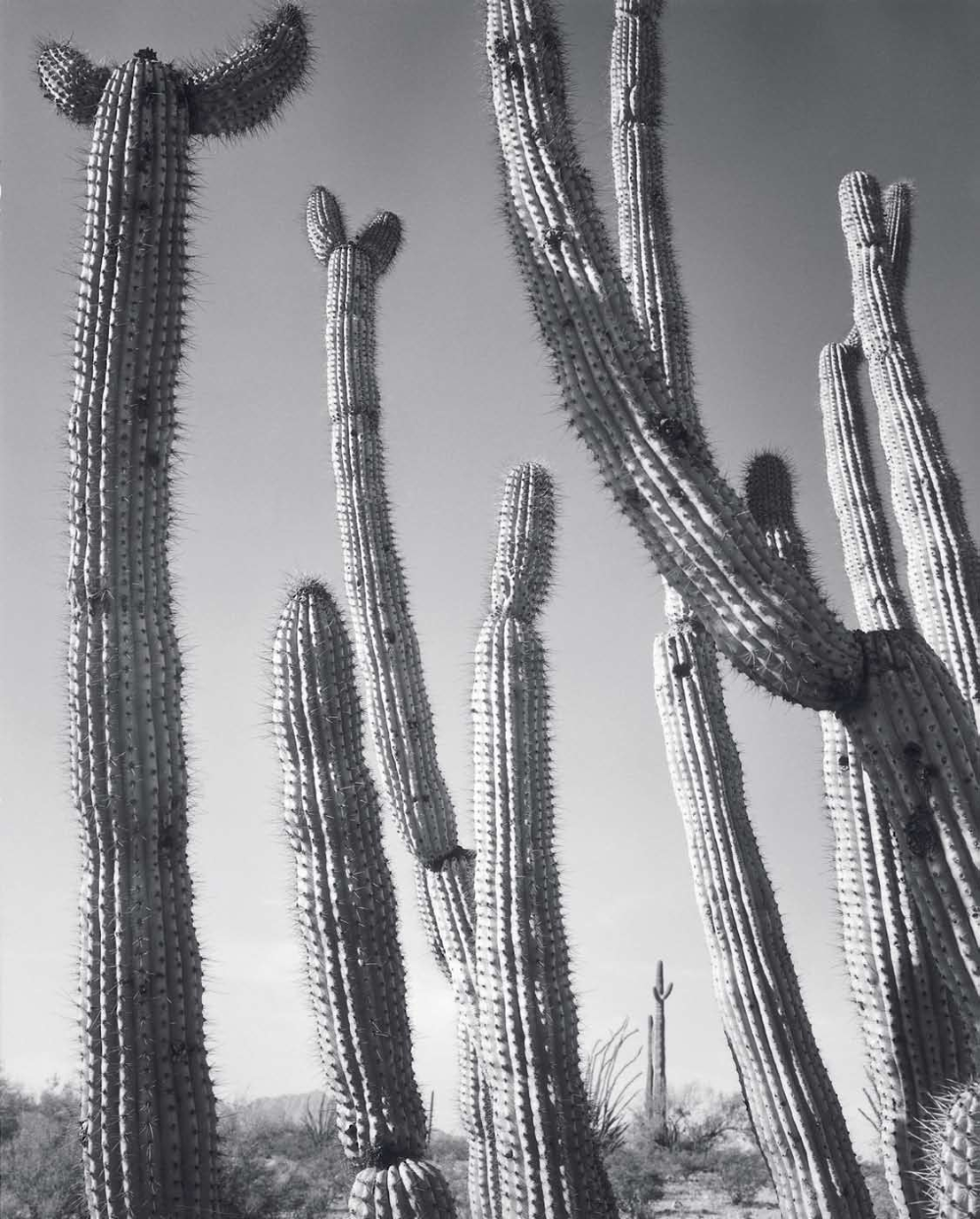 ORGAN PIPE CACTUS NATIONAL MONUMENT