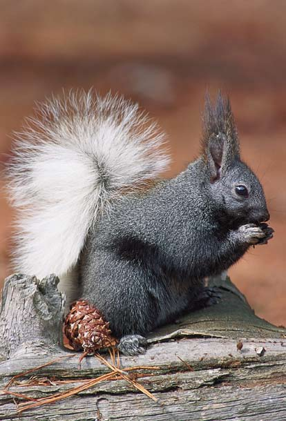 The tassel-eared squirrel thrives on the "truffles" of ponderosa pine-root fungi.
