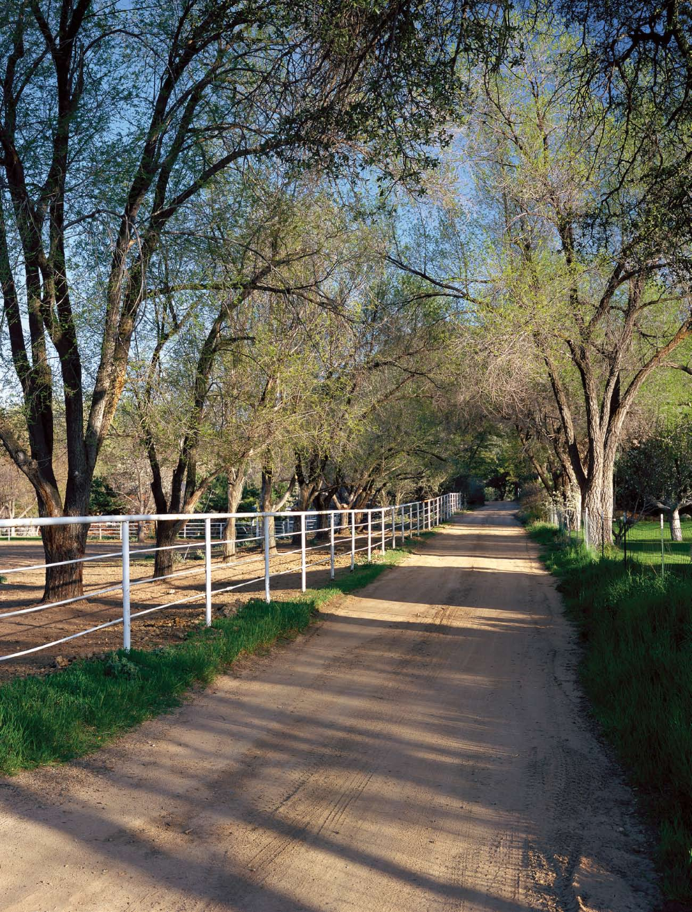 Today, ranches and summer homes dot the area around Cherry. Here, elm trees create a canopy above a bucolic lane.