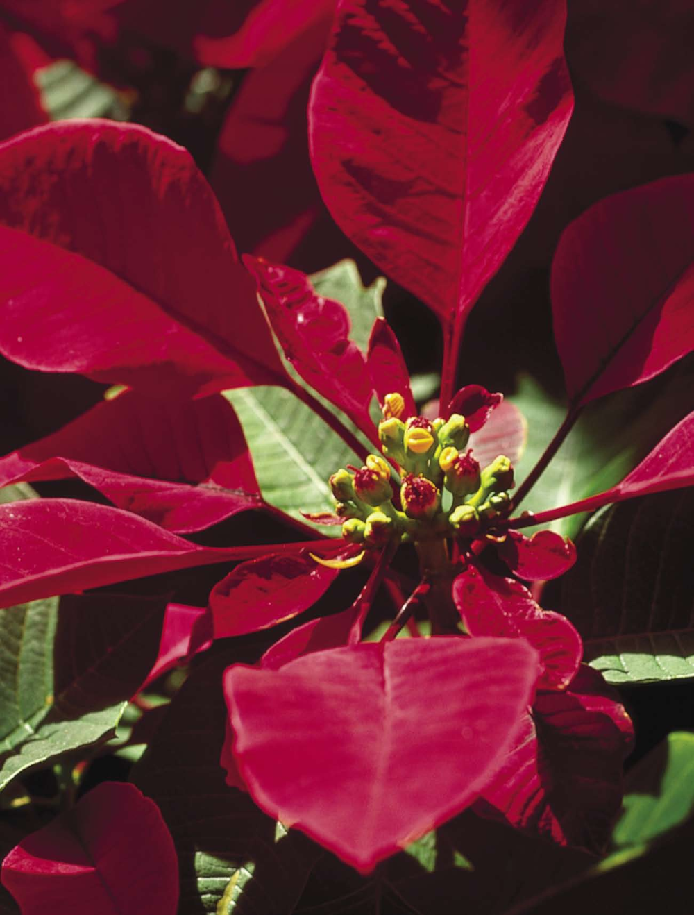 Colors of Christmas Poinsettias (Euphorbia pulcherrima) range in hue from deep red to pale pink, peach, white and marbled hybrids, and have showy names like Jingle Bells, Candy Cane, Monet, Fire and Pink.