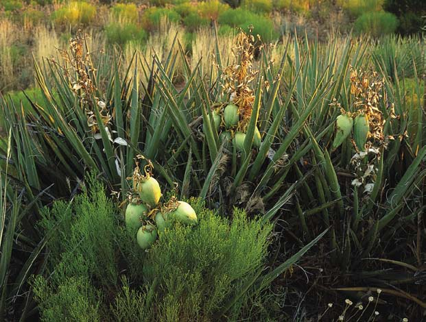 Banana yuccas (Yucca baccata) set their fruit. The fruit provided an
abundant source of food and fiber for the Sinagua Indians, who harvested
the plants along with their crops of beans, corn and squash.