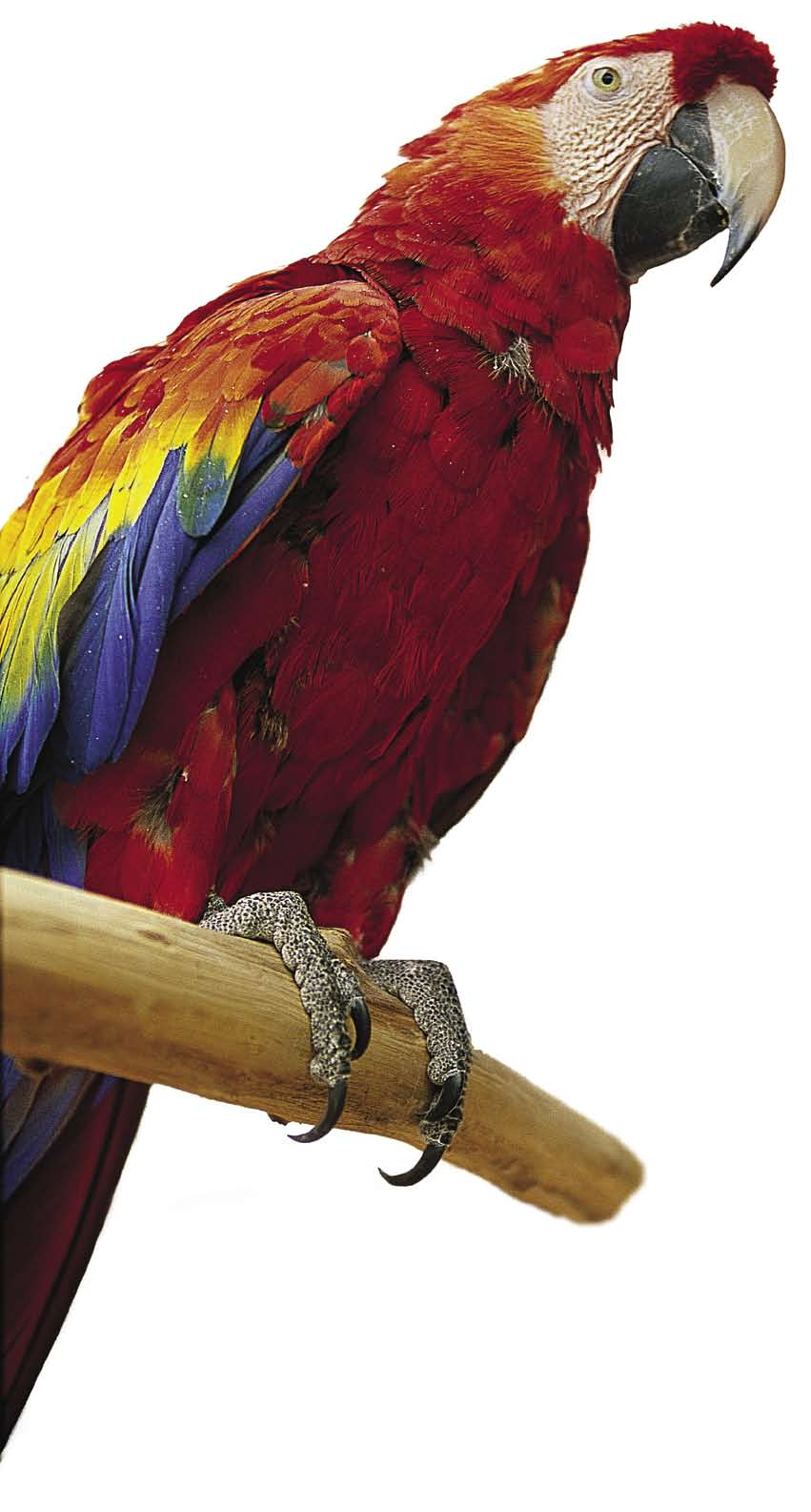 A scarlet macaw is among 400 birds that have found their way to Oasis Bird Sanctuary on a pecan orchard in Cascabel, north of Benson. Although popular because of their striking appearance and ability to talk, macaws require more effort than traditional pets and often outlive their human owners.