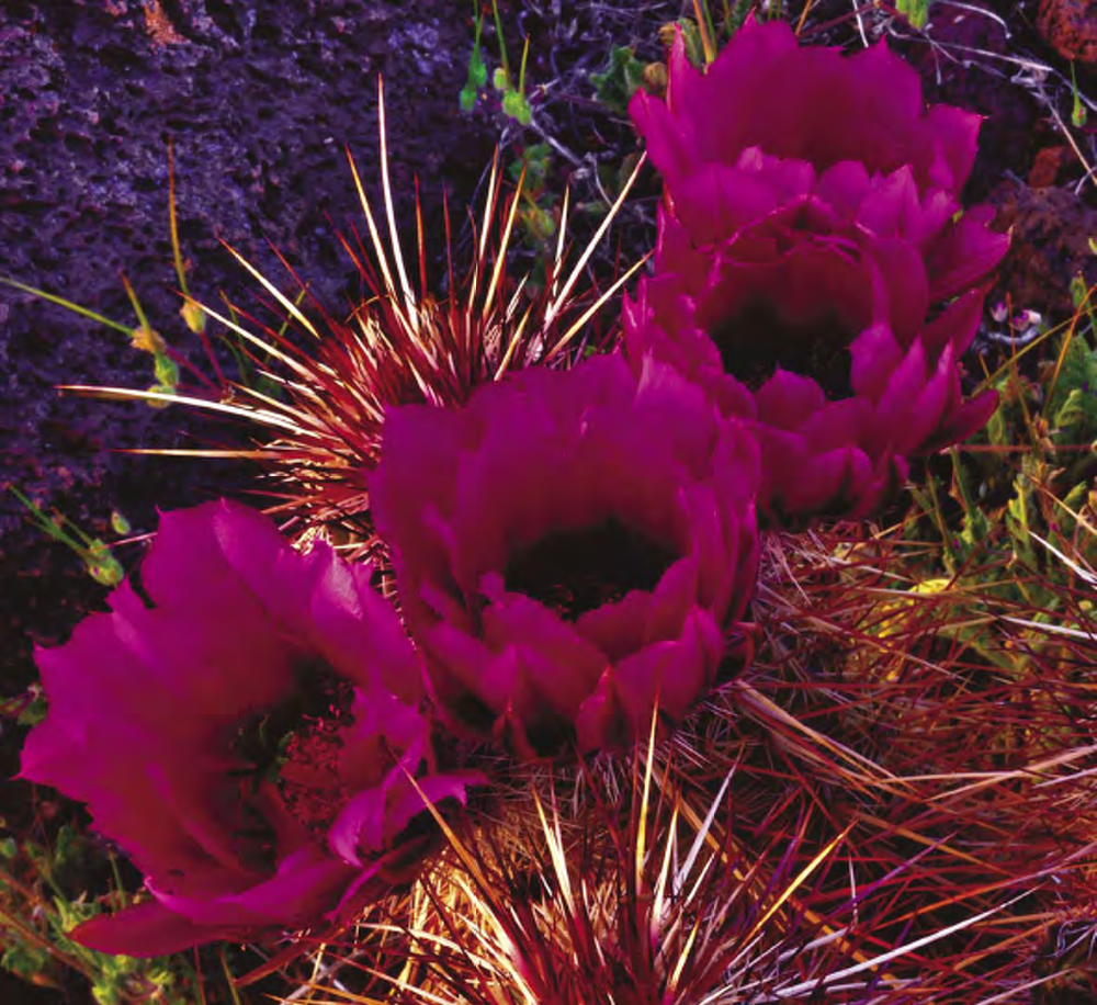 Tom Carpenter, Richard K. Webb