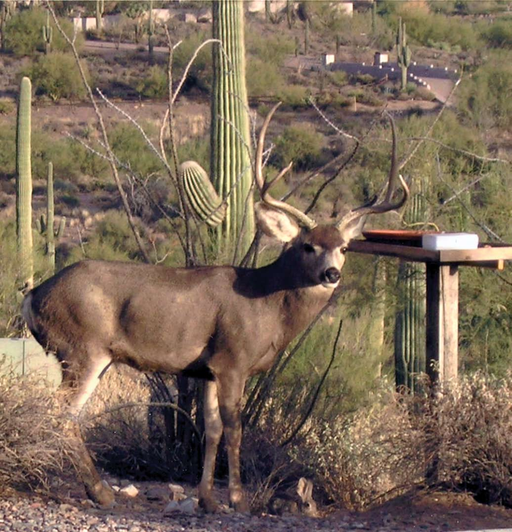 A mule deer, above, was spotted grabbing a snack outside a home in Carefree.