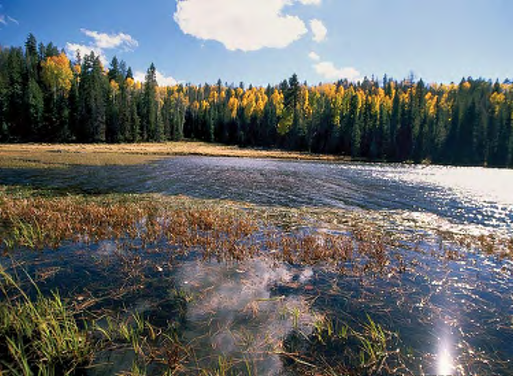 Christmas Tree Lake now harbors the once- endangered Apache trout.