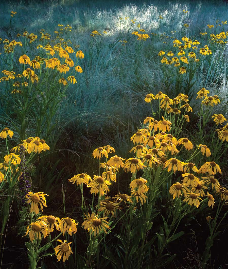A patch of sneezeweed adds a golden glow to a misty meadow situated beneath the San Francisco Peaks near Flagstaff.