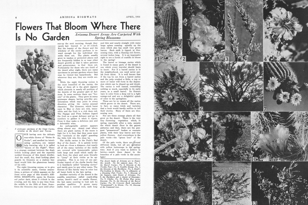 A grotesque specimen of the Giant Cactus, growing on the desert near Tucson.