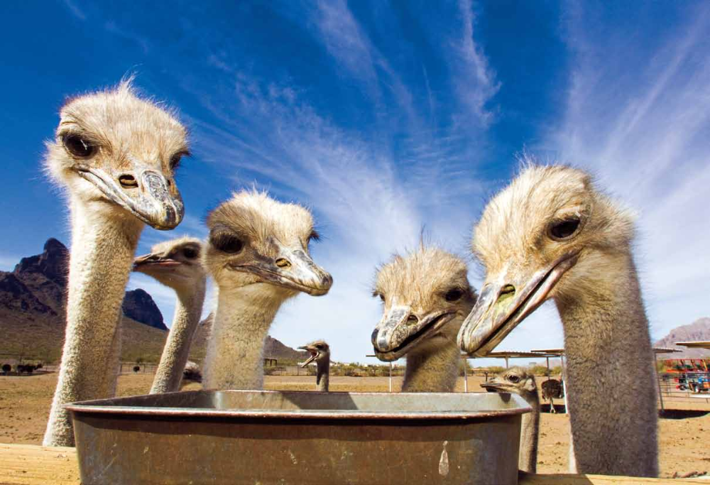 Seven ostriches (Struthio camelus) gather near a feeder at this Arizona destination, known for its menagerie of exotic animals, including lorikeets - which live in their very own Rainbow Lorikeet Forest - Sicilian donkeys and Boer goats, among others.