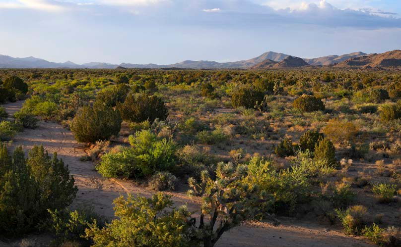 Joshua trees mingle with other desert flora along the Chicken Springs Loop.
