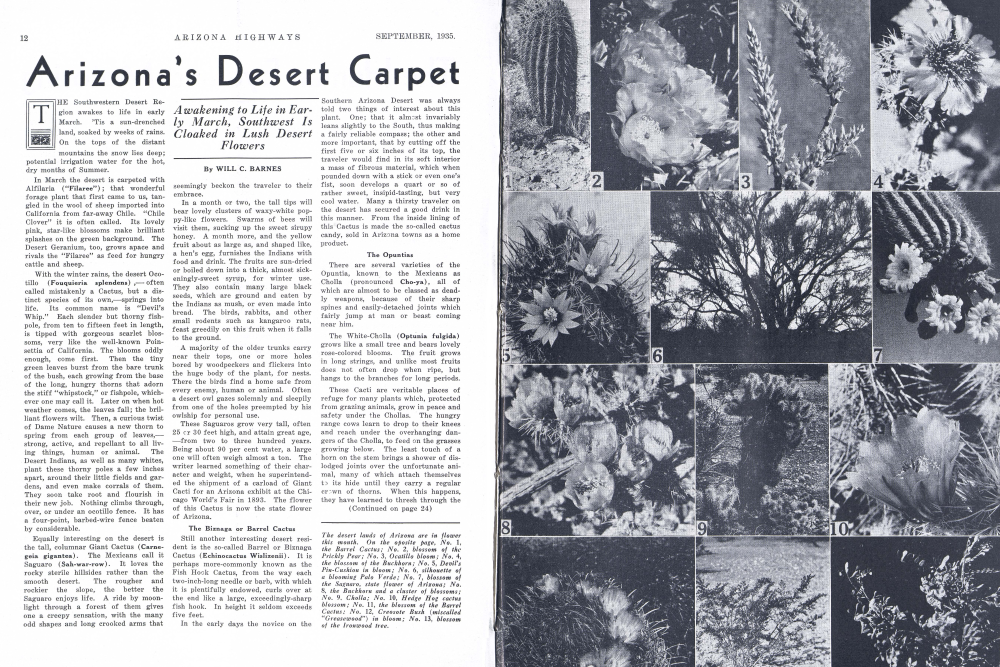 No. 1, the Barrel Cactus