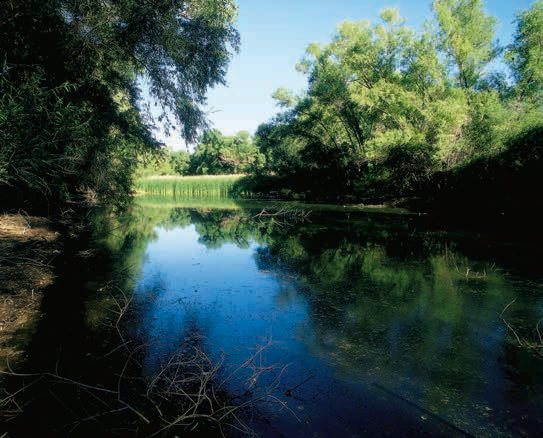 The calm surface of Palm Lake, a 4-acre, spring-fed pond at the Hassayampa River Preserve near Wickenburg in central Arizona, reflects blue sky and surrounding cottonwood and Goodding willow trees.