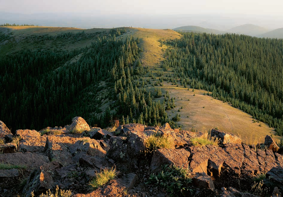 The White Mountains claim the world's largest contiguous forest of ponderosa pine trees, here seen crowding the aptly named summit of Baldy Peak, which is south of Mount Baldy.