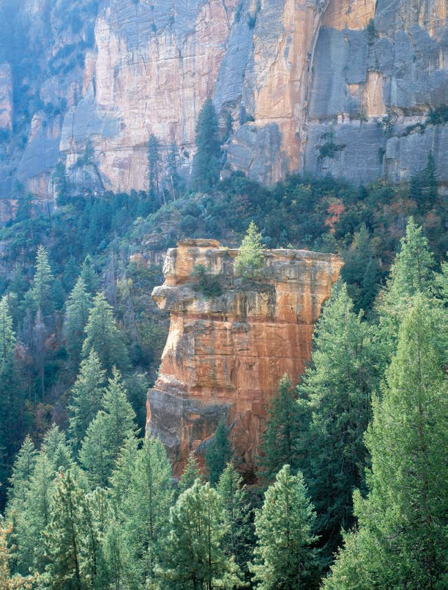 As testimony to nature's adaptability, a growth-stunted pine tree survives on its microsite atop a freestanding sandstone block surrounded by forest below Sterling Pass.