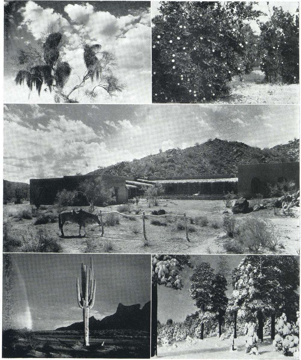 mistletoe clings to a desert mesquite