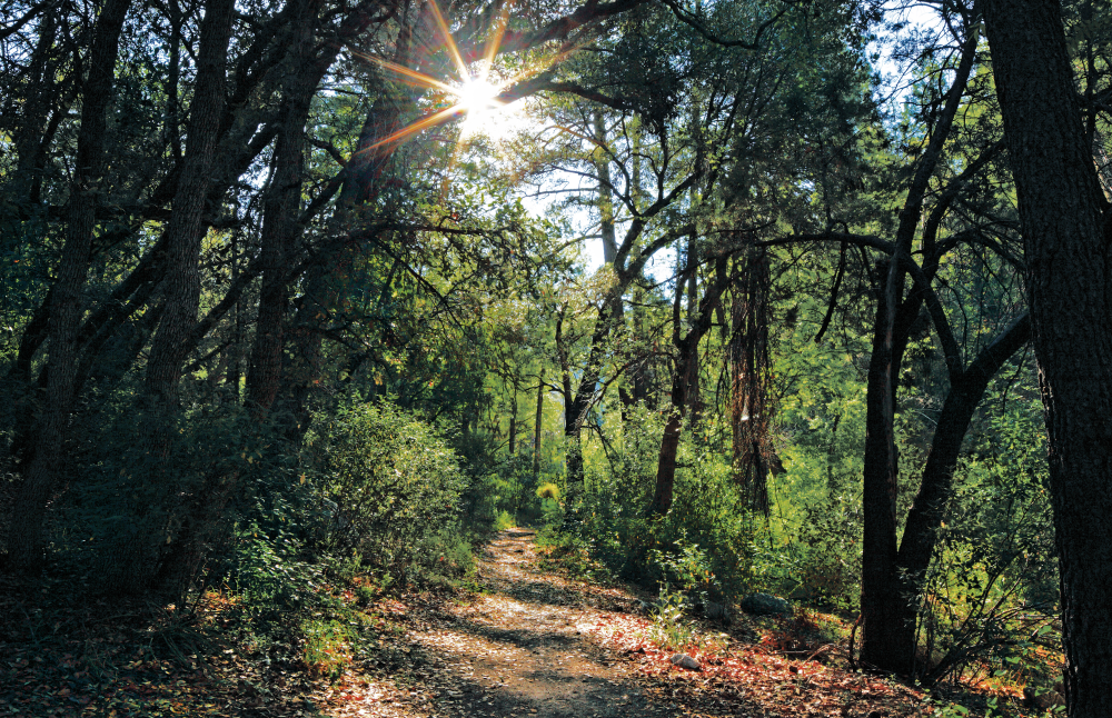 Scrub oaks and
ponderosa pines shade
the Green Mountain
Trail, which can be
done as a one-way
hike using a car shuttle.