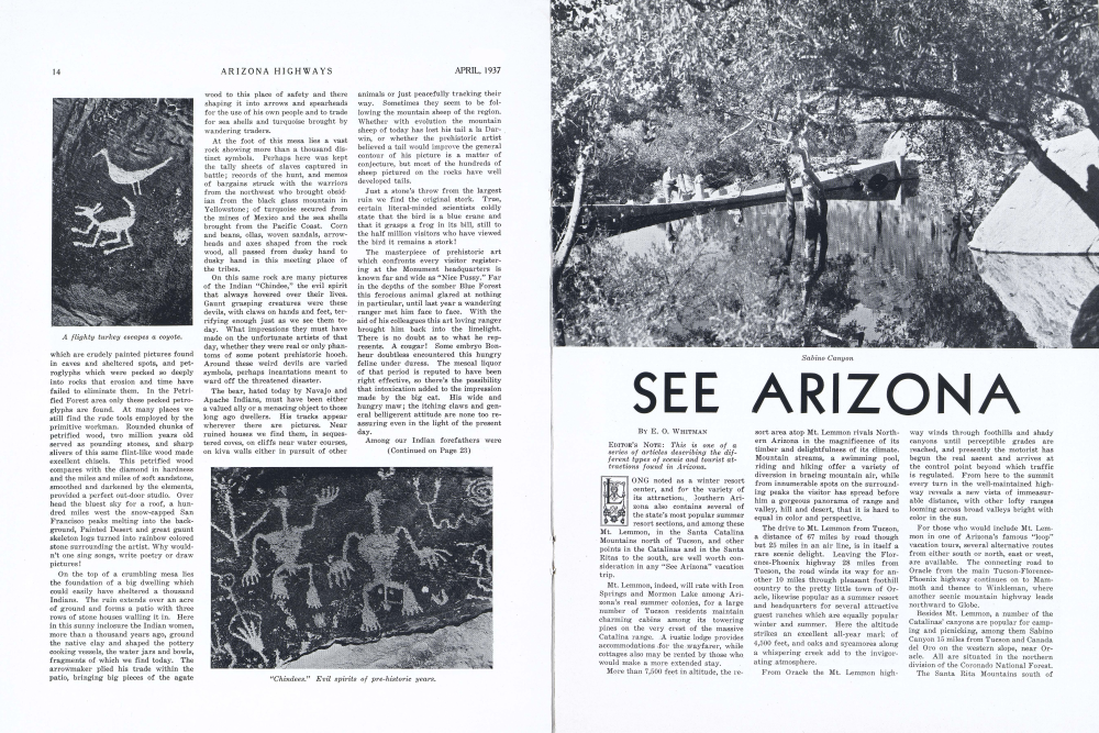 A flighty turkey escapes a coyote.