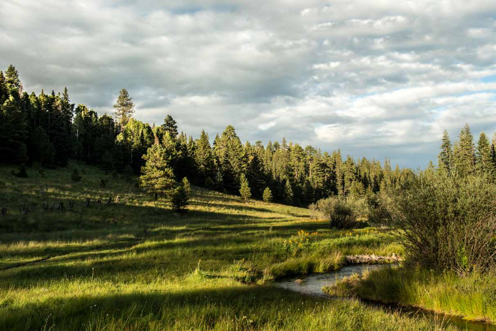 The West Baldy Trail follows the West Fork of the Little Colorado River through wide alpine meadows.