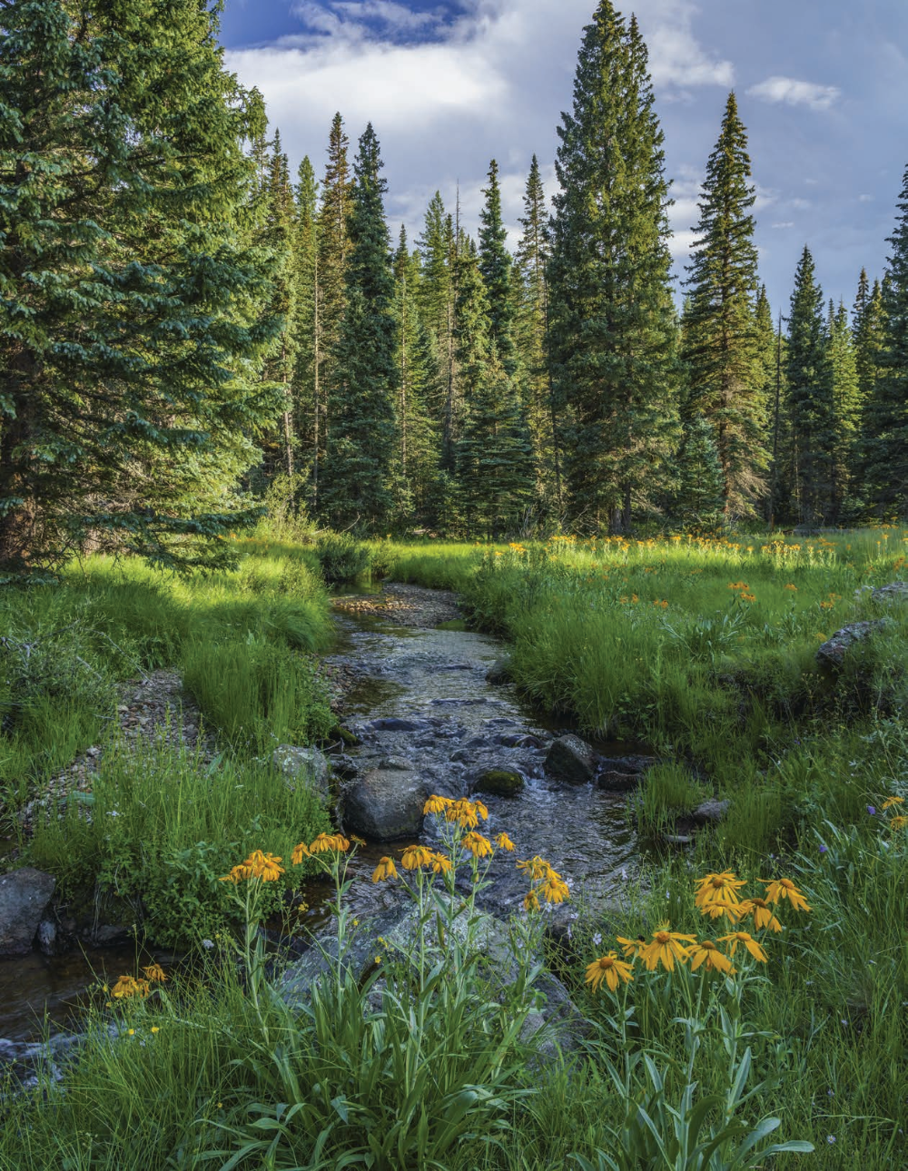 Sneezeweeds thrive beneath tall pines along the West Fork of the Little Colorado River. The headwaters of the Little Colorado are on the slopes of Mount Baldy; from there, the river runs for nearly 350 miles before emptying into the Colorado River in the Grand Canyon.
