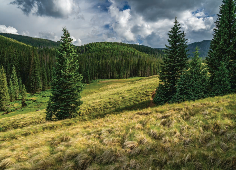 Evergreens dot a grassy hillside along the West Baldy Trail, the other hiking route that approaches the summit of Mount Baldy. The actual summit is on White Mountain Apache Tribe land and not accessible without a permit.