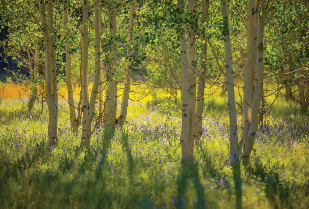 Leafy aspens cast shadows on a field of summer wildflowers on the Kaibab Plateau of Northern Arizona. The plateau is one of the major landforms of the Arizona Strip, the section of Arizona that is north of the Colorado River. | Adam Schallau | CANON EOS R5, 1/640 SEC, F/2.8, ISO 100, 187 MM LENS