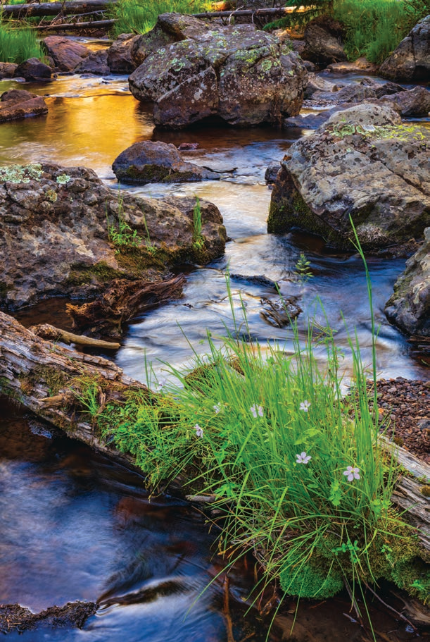 At Sheeps Crossing, in the White Mountains of Eastern Arizona, grasses and flowers grow on a log in the West Fork of the Little Colorado River. Sheeps Crossing, along State Route 273, is where the West Baldy Trail up Mount Baldy begins. | Claire Curran | CANON EOS 5DS R, 0.4 SEC, F/20, ISO 100, 50 MM LENS