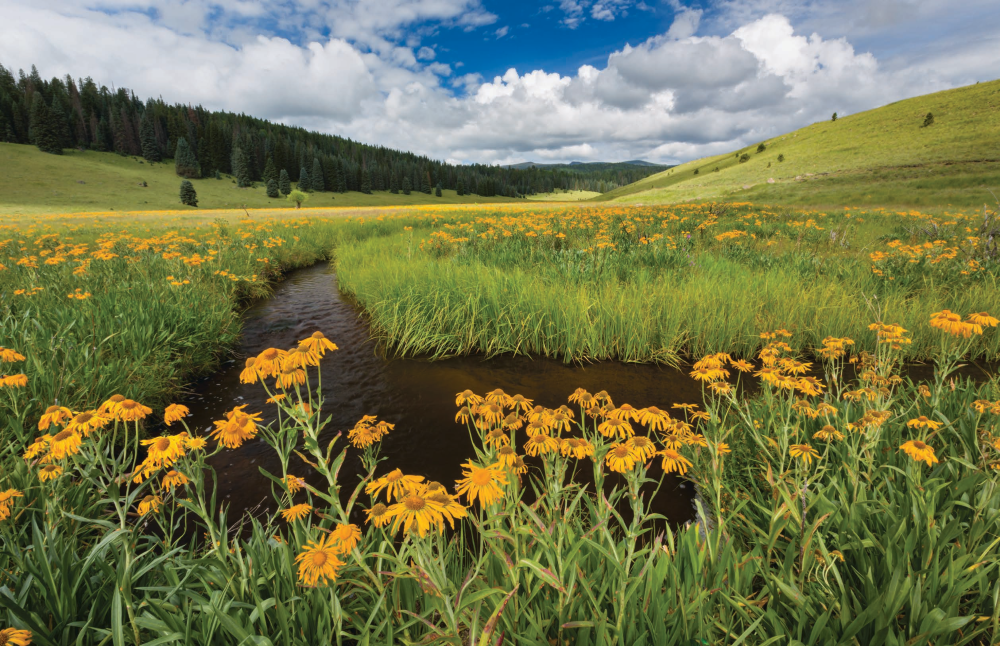 Sneezeweeds bloom in abundance along the meandering West Fork of the Black River, a perennial White Mountains waterway. This location, featuring one of the expansive meadows for which the White Mountains are known, is near the Thompson Trailhead. | Paul Gill | CANON EOS 5D MARK III, 1/8 SEC, F/22, ISO 100, 16 MM LENS