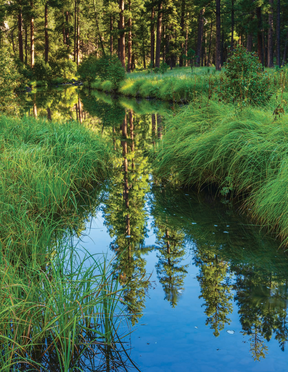 A placid section of the Black River mirrors ponderosa pines and other trees while nourishing tall grasses along the river. This photo is of the river’s East Fork, which joins the West Fork about 14 miles southwest of Alpine | Claire Curran | CANON EOS 5DS R, 0.8 SEC, F/22, ISO 100, 50 MM LENS