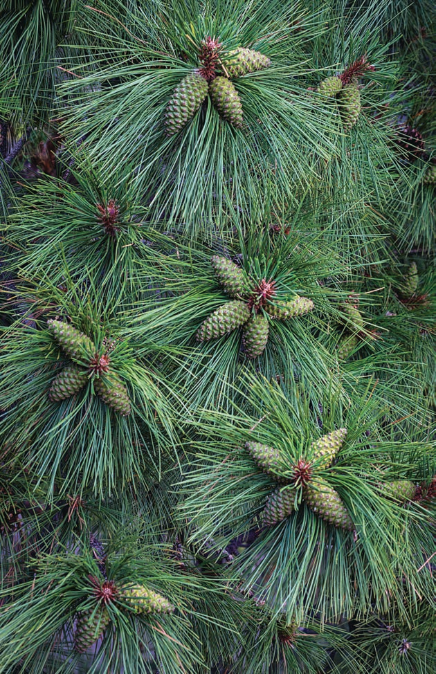 A ponderosa pine displays its numerous cones, which typically grow to a length of 3 to 6 inches. The ponderosa shown here is at Sunset Crater Volcano National Monument, northeast of Flagstaff. | Paul Gill | CANON EOS 5D MARK III, 1/100 SEC, F/9, ISO 400, 100 MM LENS