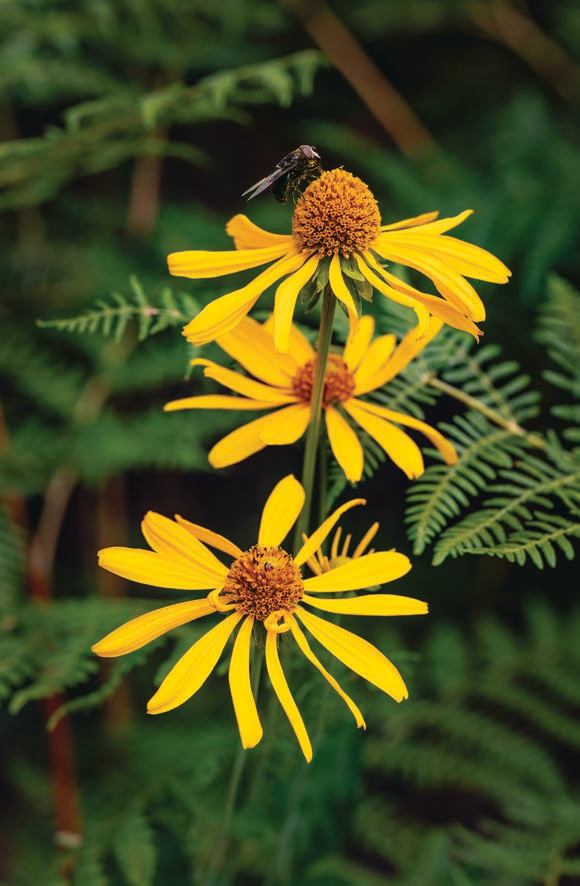 A large insect perches on a sneezeweed flower in a wooded area near the White Mountains’ Forest Road 24. This road is one component of a scenic drive over Wildcat Crossing, a small bridge that spans the Black River. | Claire Curran | CANON EOS 5DS R, 1/100 SEC, F/5, ISO 100, 90 MM LENS