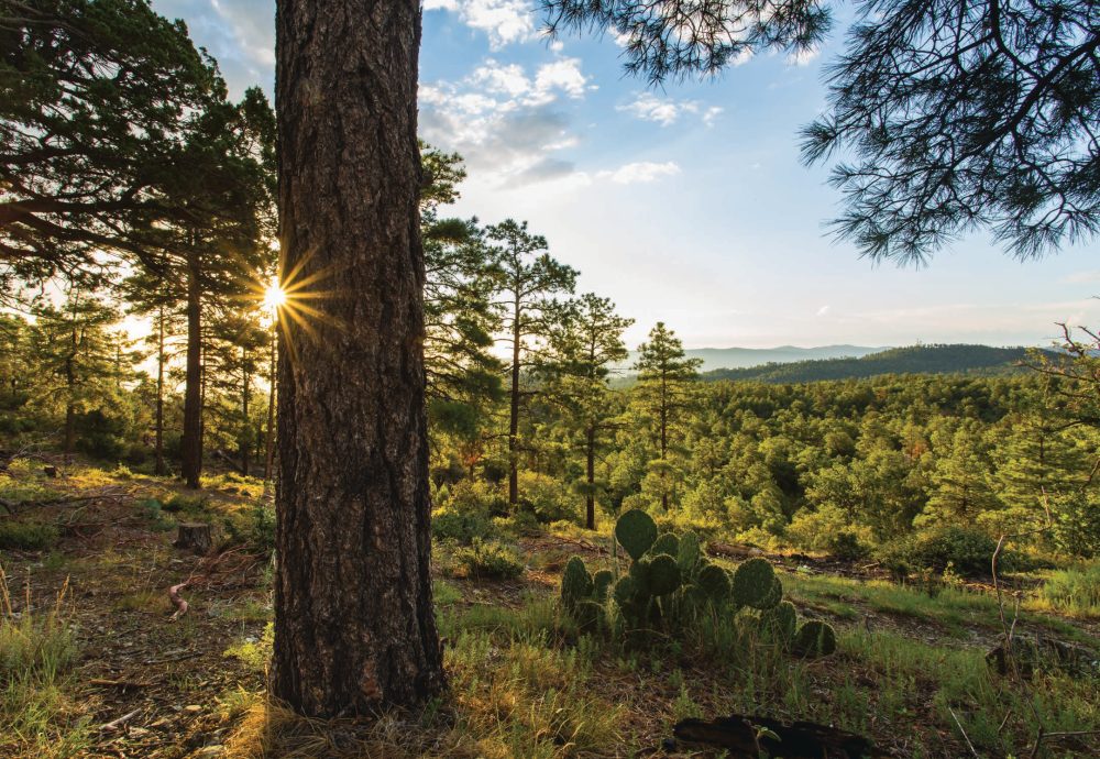 A “sunstar” punctuates a juxtaposition of evergreens and a prickly pear cactus in the Sierra Prieta, a mountain range in the Prescott National Forest. This range, located west of Prescott, includes local landmarks such as Thumb Butte and Granite Mountain. | Joel Hazelton | CANON EOS 6D, 1/6 SEC, F/18, ISO 100, 17 MM LENS