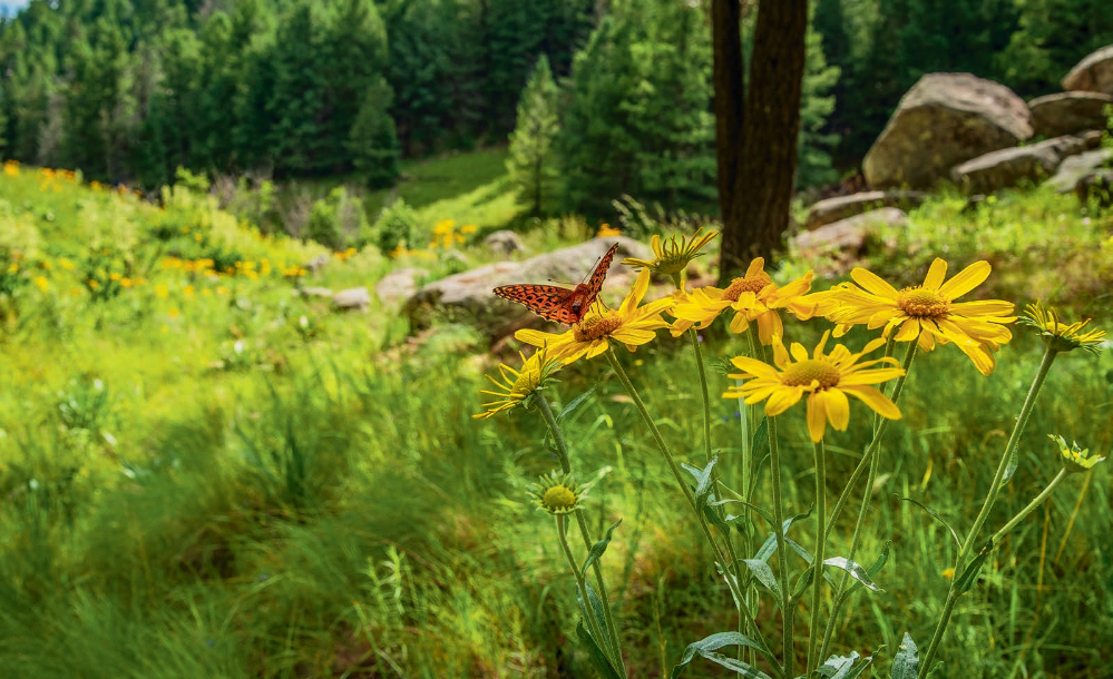 A butterfly extracts nectar from wildflowers on Mount Graham, the highest peak in the Pinaleño Mountains of Eastern Arizona. As a “sky island” range, the Pinaleños harbor numerous plant and animal species not found in the surrounding desert. | Norma Jean Gargasz