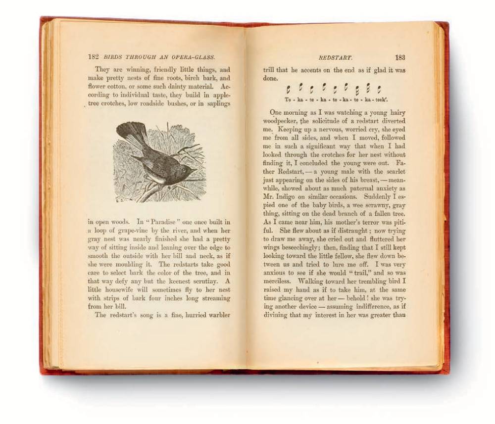 Bailey’s field guides, including Birds Through an Opera-Glass, feature vivid descriptions of bird behaviors and songs, along with detailed illustrations. | Library of Congress