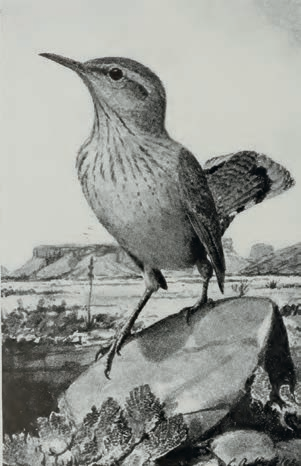 “Making camp at Pipe Creek, we found a busy little rock wren there before us, and in other sandstone sections, large families of importunate bobbing youngsters entertained us,” Bailey wrote in her last book, Among the Birds in the Grand Canyon Country. | Library of Congress