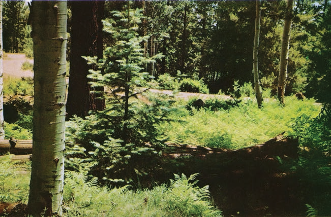 Aspens and evergreens rise from a blanket of ferns in Arizona’s high country. This photo is likely from the White Mountains of Eastern Arizona.
