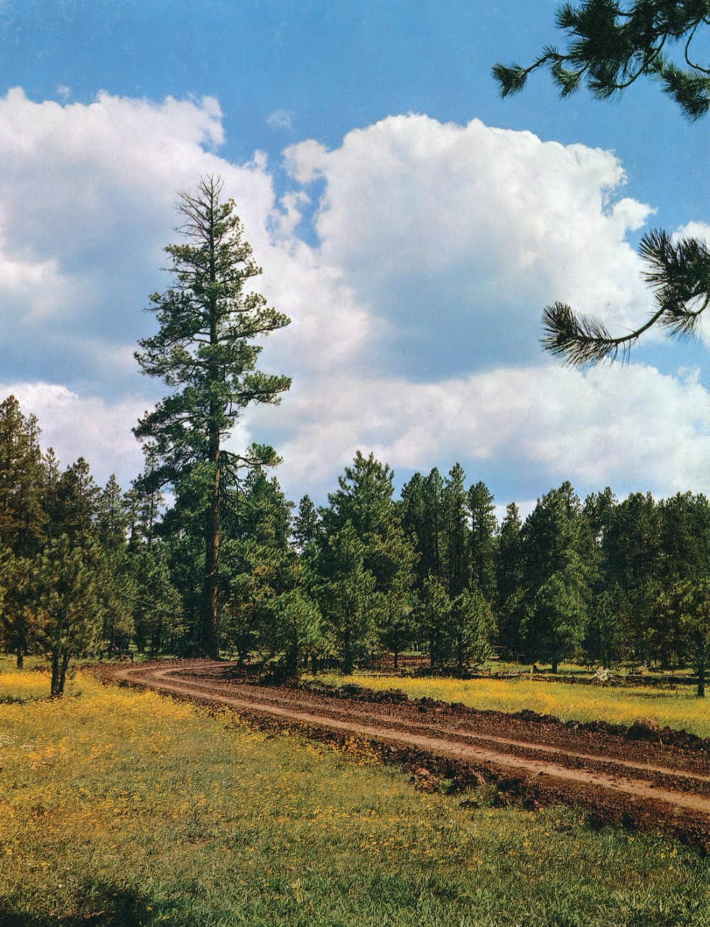 A road to a small reservoir winds into the pines on White Mountain Apache Tribe land. This spot is east of McNary, near the Hawley Lake turnoff.