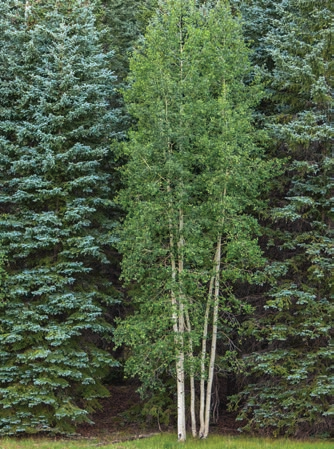 Conifers and aspens mingle on the edge of one of the Kaibab Plateau’s expansive meadows. | Tom Bean