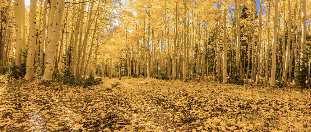 The fallen leaves of aspens create an autumnal blanket in the Kaibab National Forest. | BYRON NESLEN
