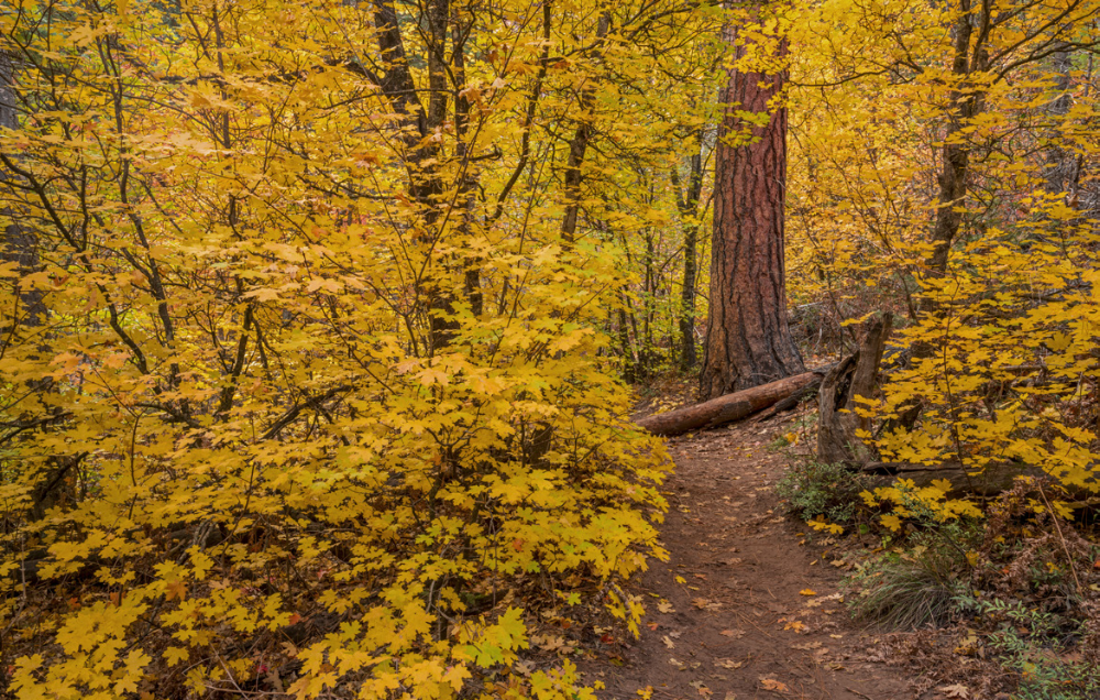 Sawtooth maples, with their yellow leaves, mingle with other trees along the West Fork Oak Creek Trail, near Sedona. | LAURENCE PARENT