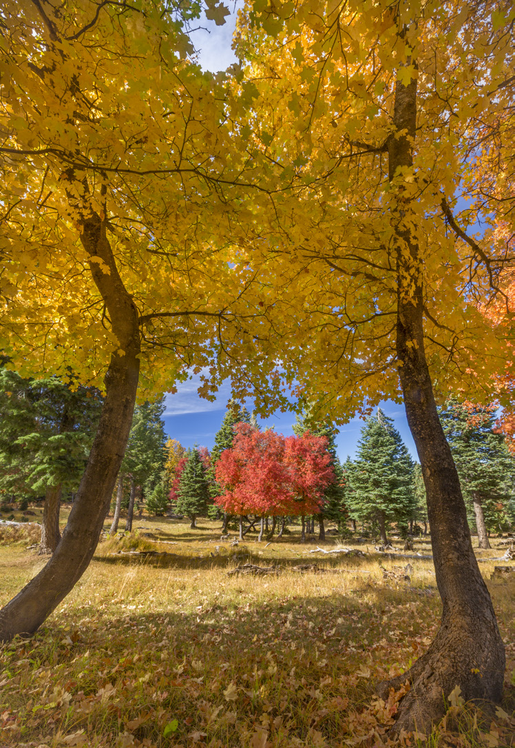 Maple trunks frame a view of autumn hues and evergreens on the Mogollon Rim, an escarpment that cuts across much of Arizona from northwest to southeast. This spot is along Forest Road 208, near Bear Canyon Lake. | Paul Gill | CANON EOS 5D MARK III, 1/2 SEC, F/22, ISO 100, 16 MM LENS