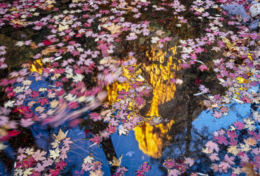 Fallen maple leaves surround a reflection of the Chiricahua Mountains, glowing in afternoon light, in the South Fork of Cave Creek Canyon, near Portal. This spot in Southeastern Arizona is renowned not just for fall color, but also for birding opportunities. | Joel Hazelton | CANON EOS 5DS R, 2.5 SEC, F/20, ISO 100, 38 MM LENS