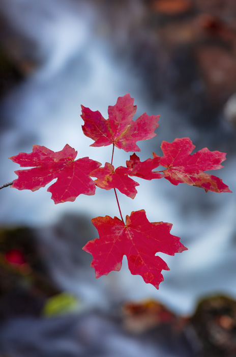 “I think this is one of the best fall photographs I’ve ever made,” the photographer says of this image from See Canyon on the Mogollon Rim. “This maple branch was very symmetrical, the wind was still, a cascade formed the backdrop, and a few leaves in the creek provided added color.” | Claire Curran | CANON EOS 5DS R, 0.6 SEC, F/10, ISO 100, 180 MM LENS