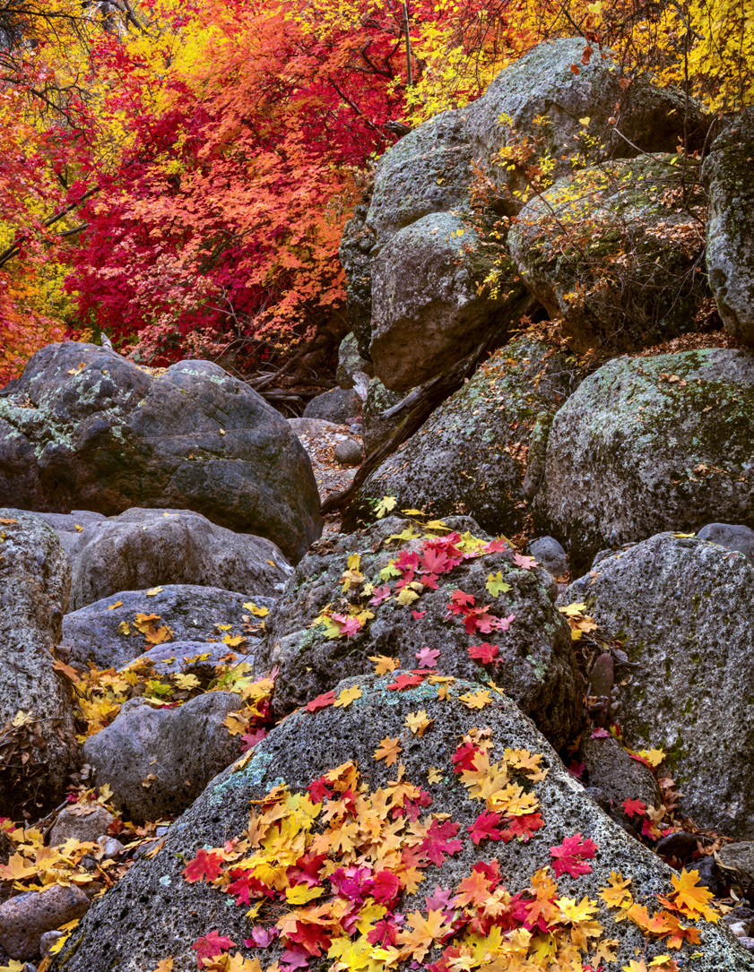Maple leaves mingle with lichen-accented granite boulders on Bassett Peak, the highest point in the Galiuro Mountains. A “sky island” range, the Galiuros are southeast of the Phoenix area, midway between Tucson and Safford. | Claire Curran | CANON EOS 5DS R, 3.2 SEC, F/29, ISO 100, 50 MM LENS