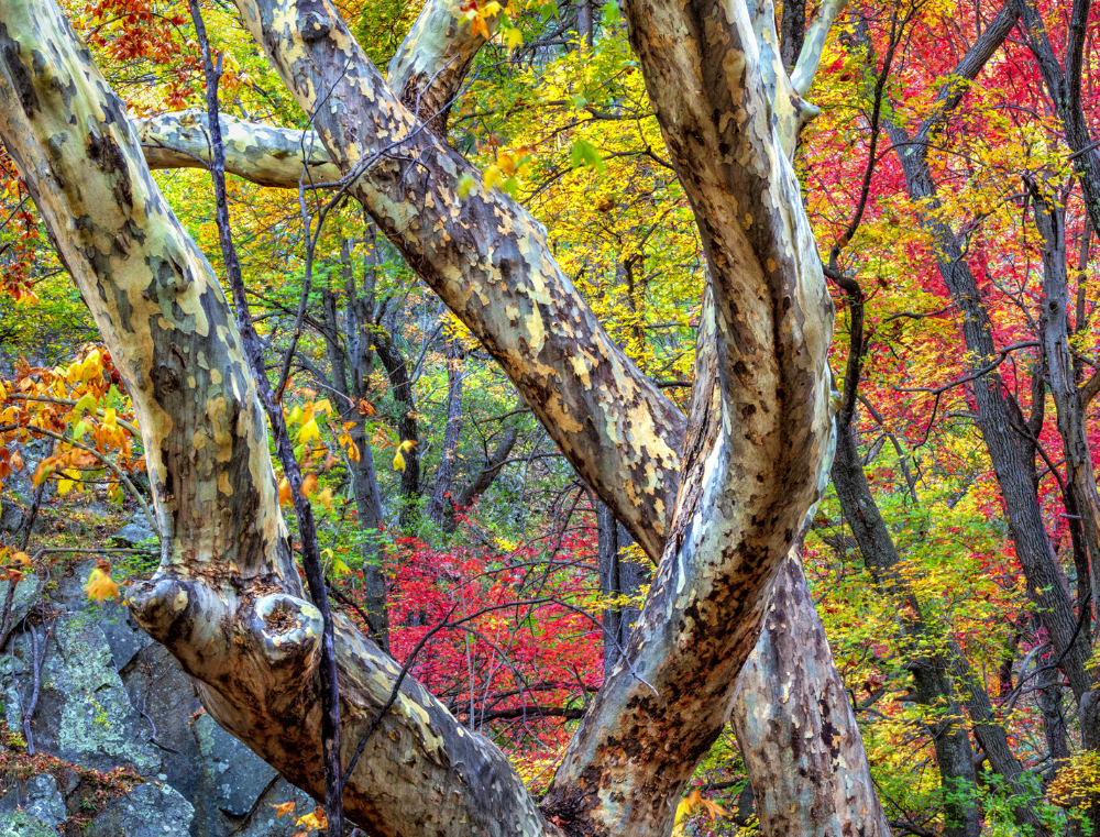 The mottled bark of Arizona sycamores contrasts with maple leaves in Miller Canyon, near Sierra Vista in the Huachuca Mountains of Southeastern Arizona. Fall color often lingers into late October in this part of the state. | Claire Curran | CANON EOS 5DS R, 5 SEC, F/22, ISO 400, 81 MM LENS