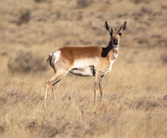 Pronghorns, sometimes called “speed goats” for their ability to run at speeds of up to 55 mph, are prevalent in the monument. | A.O. TUCKER
