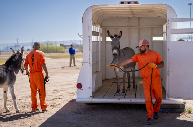 Arizona has more wild burros than any other state. Here, Joel H. (left) and Juan V. move two of the animals off a trailer.