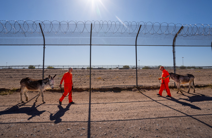 Approximately 50 to 75 burros are trained in the prison program each year, including these, being led by Joel H. (left) and Jimmie G.
